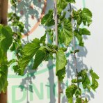 Moruša biela (Morus alba) ´ALBA PENDULA´ - výška 200-220 cm, obvod kmeňa 8/10 cm, kont. C25L - ČIERNOPLODÁ